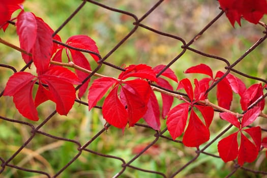 red ivy leaves hanging on old fence