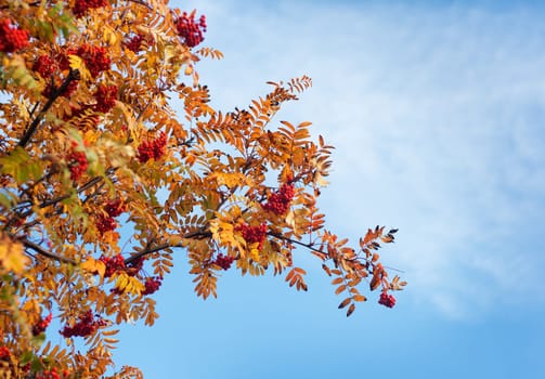 Rowan tree branches with berries in autumn