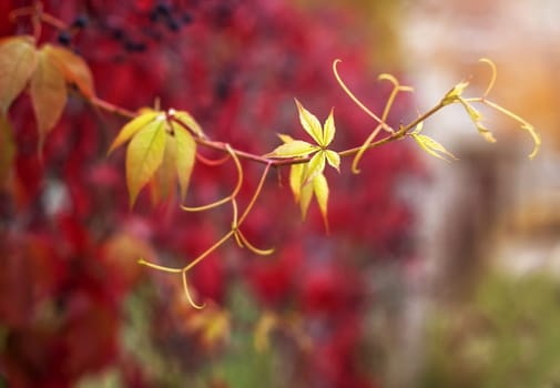 red ivy leaves hanging on old fence