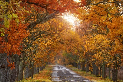 old asphalt road with beautiful trees on the sides in autumn