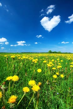 Dandelion field with heart shaped cloud in the sky