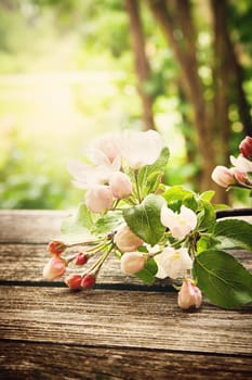 Apple flowers on old wooden board outdoors
