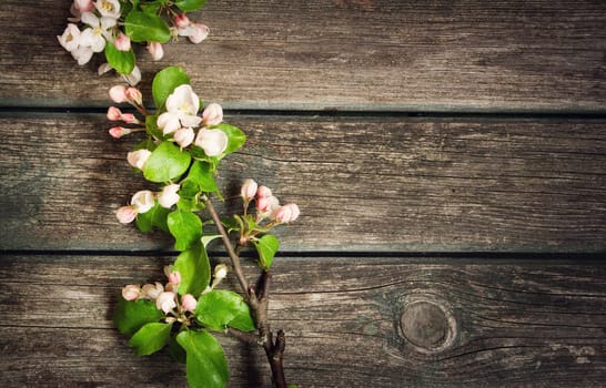 Apple flowers on old brown wooden board