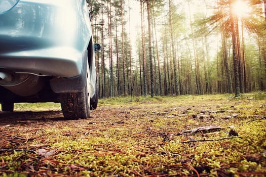 Car in the forest on sunny mornig