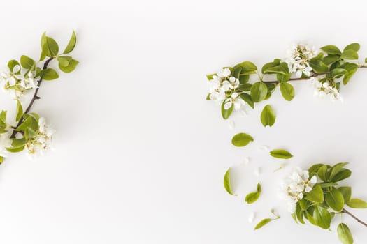Blooming spring pear branches on a white background, floral frame, top view, flat layout. Spring concept.