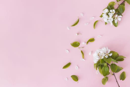 Blooming spring pear branches on pink background, floral frame, top view, flat layout. Spring concept