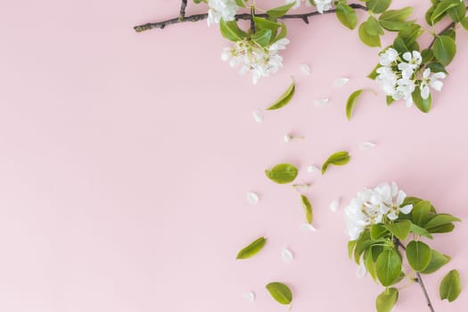 Blooming spring pear branches on pink background, floral frame, top view, flat layout. Spring concept.