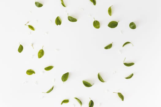 Spring composition. Round frame made of leaves on white background, Top view. Flat lay.
