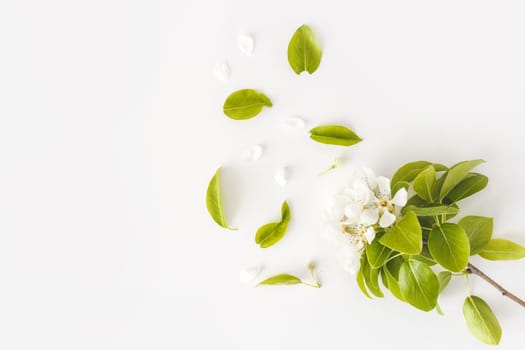 Blooming spring pear branches on a white background, floral frame, top view, flat layout. Spring concept.