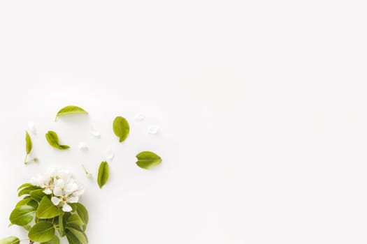 Blooming spring pear branches on a white background, floral frame, top view, flat layout. Spring concept.