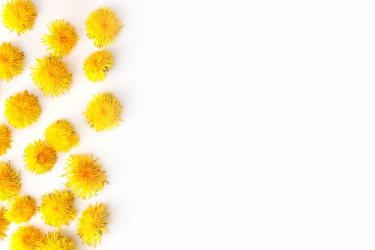 Fresh yellow dandelion buds on white background. Summer conceprt.