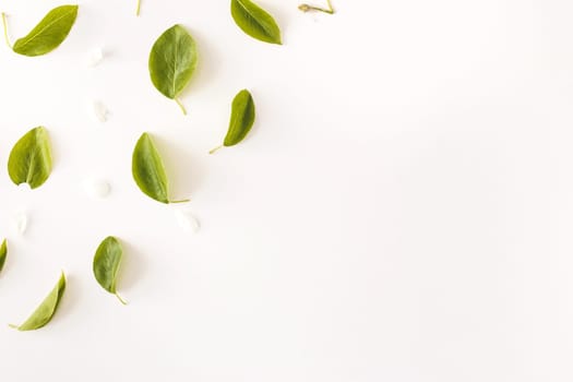 Flat lay pattern with green leaves and white flowers on white background. Top view composition for bloggers, magazines, social media and artists