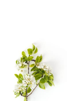 Blooming spring pear branches on a white background, floral frame, top view, flat layout. Spring concept