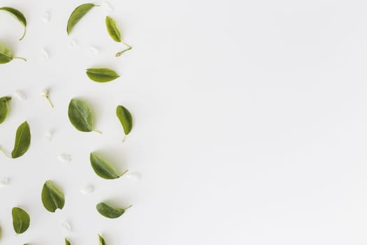 Frame made of leaves on white background with copy space, Top view. Flat lay.
