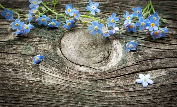 Forget-me-not flowers on old textured wooden surface