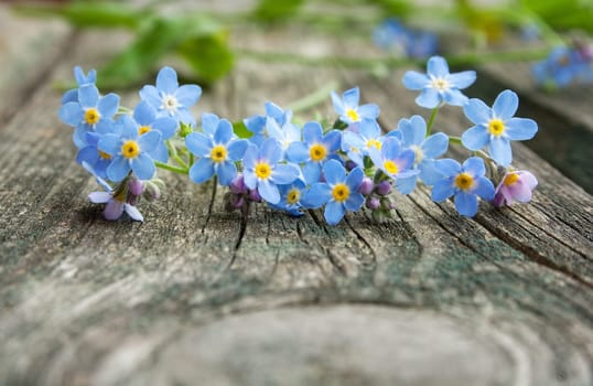 Forget-me-not flowers on old textured wooden surface