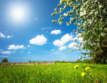 Field with yellow dandelions and blue sky