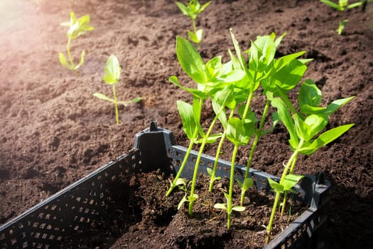 seedlings in the garden in black box