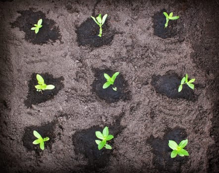seedlings in the garden on black soil