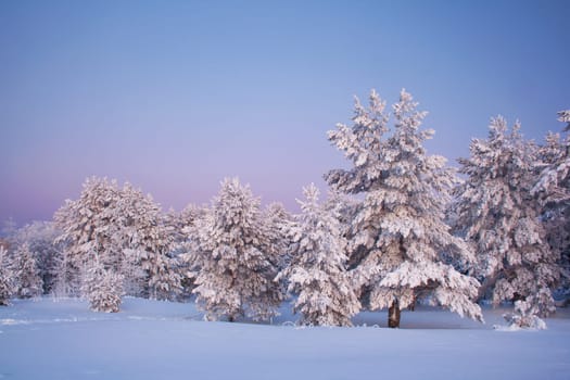 Evening landscape with beautiful trees in winter