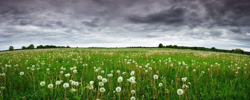 Panoramic view to field with white dandelions