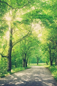 asphalt road with trees on the side in summertime