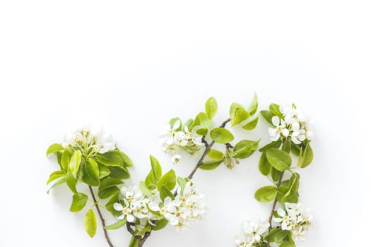 Blooming spring pear branches on a white background, floral frame, top view, flat layout. Spring concept