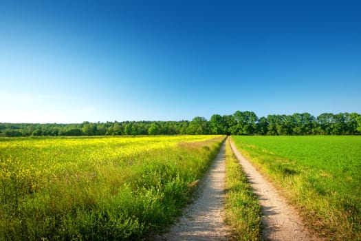 Countryside road on the field in sunny day