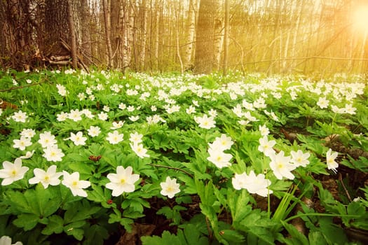 Wood with white spring flowers and sunrays