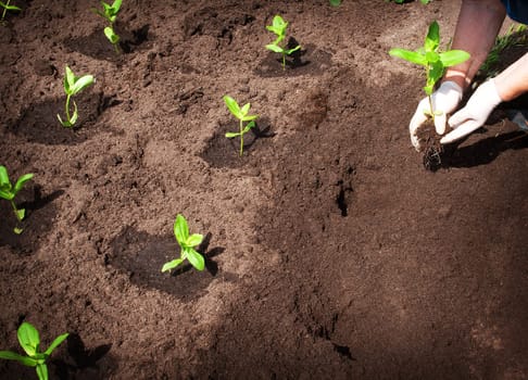 hands putting flower seedlings in the garden