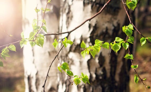 small birch leaves in early spring day