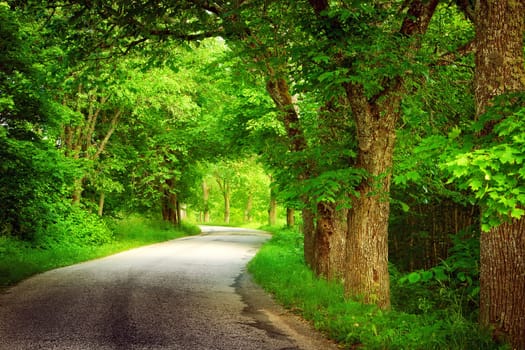 asphalt road with trees on the side in summertime