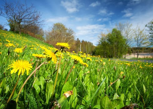 Dandelion field on sunny weather with blue sky