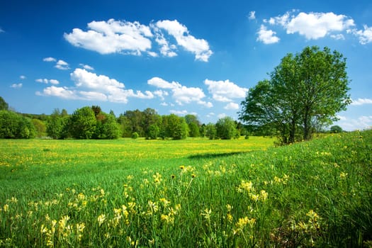 Field with yellow dandelions and blue sky
