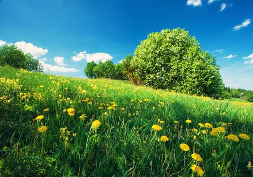 Field with yellow dandelions and blue sky