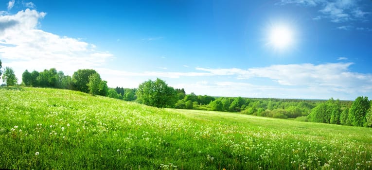Field with dandelions and blue sky in early summer