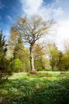 Tree in the forest in morning light with lots of flowers on the bottom