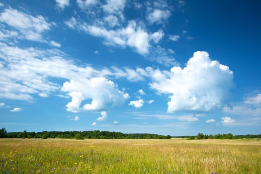 Green field and beautiful cloudy sky with fluffy clouds
