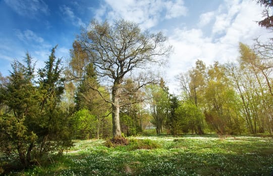 Tree in the forest in morning light with lots of flowers on the bottom
