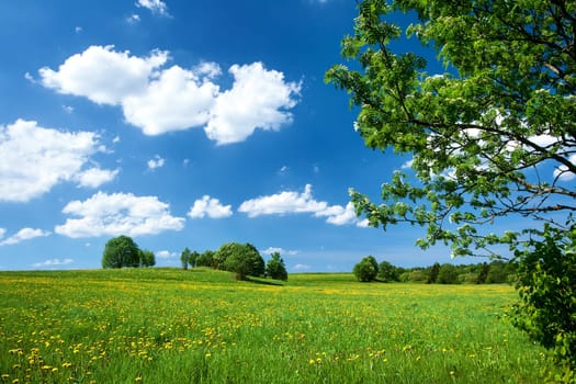 Field with yellow dandelions and blue sky