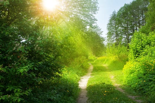 road on sunny spring day in the forest