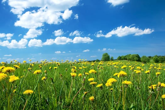 Field with yellow dandelions and blue sky