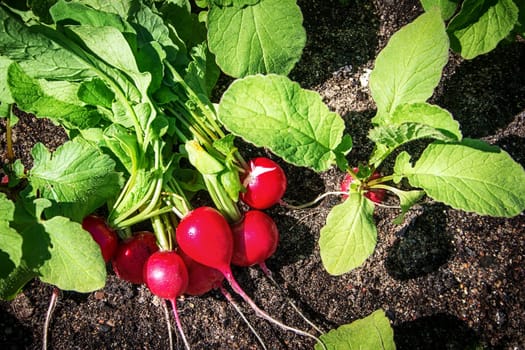 Radishes in the garden growing on black soil