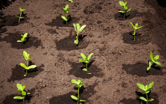seedlings in the garden on black soil