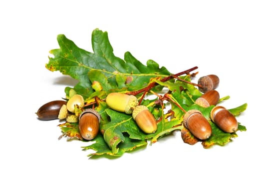 walnuts and acrons