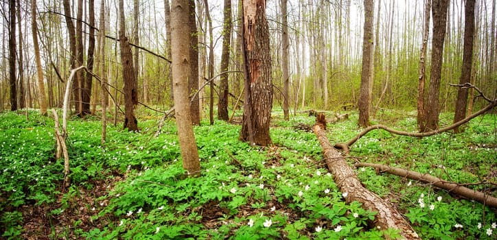 Wood with blooming spring flowers in may