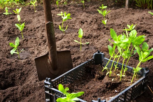 seedlings in the garden in black box