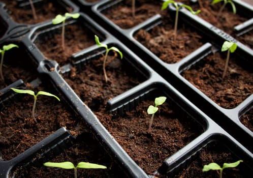 many tomatoe seedlings growing in black pot