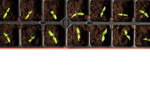 many tomatoe seedlings growing in black pot