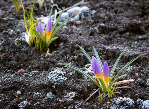 purple crocus flowers in early spring morning